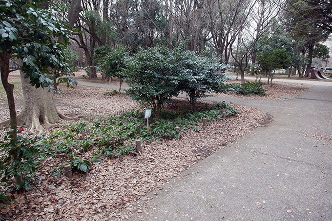 砧公園クリスマスローズ