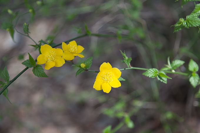 砧公園ヤマブキ