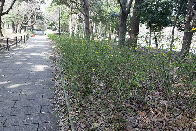 砧公園ヤマブキ