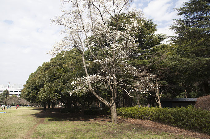 砧公園コブシ
