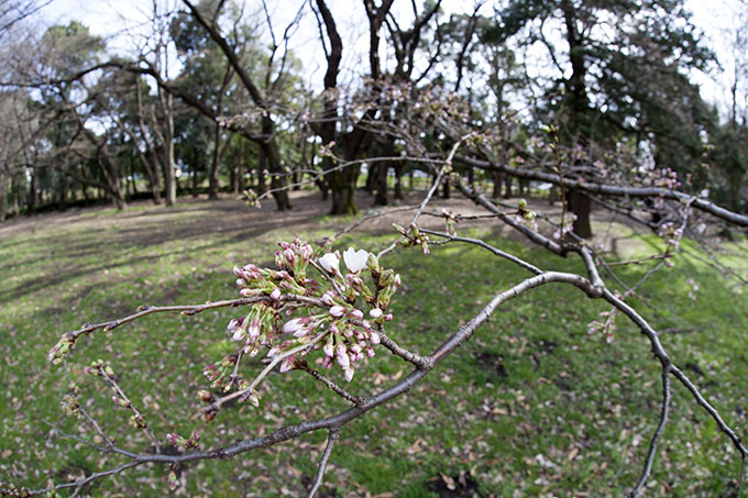 砧公園サクラ花が咲き始めた