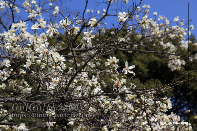 コブシの花