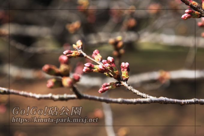 桜のつぼみ
