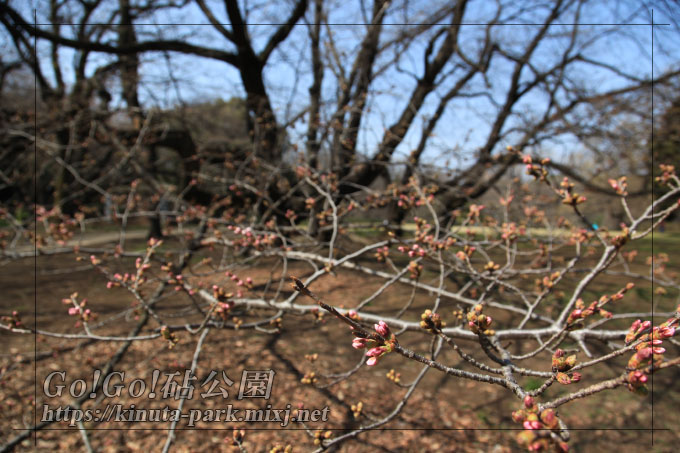 桜のつぼみ