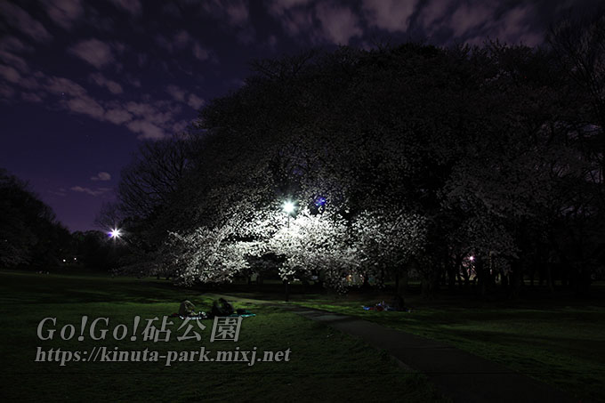 砧公園夜桜