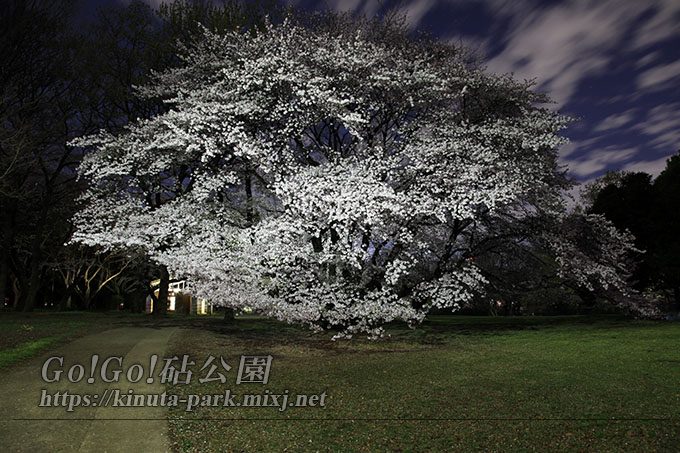 砧公園夜桜