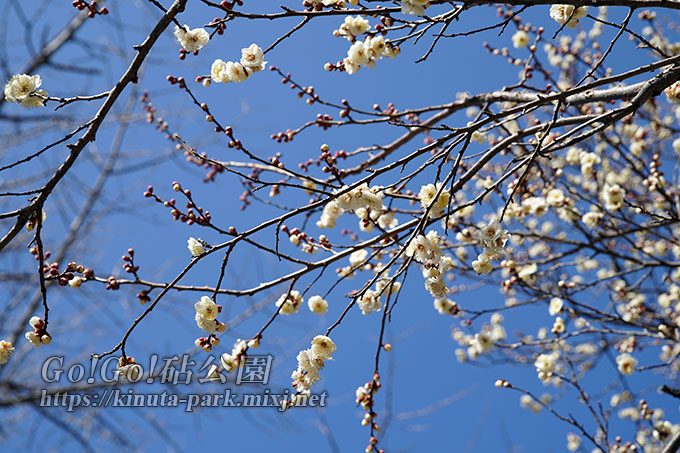 梅の花とつぼみ