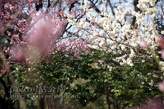 紅白梅の花
