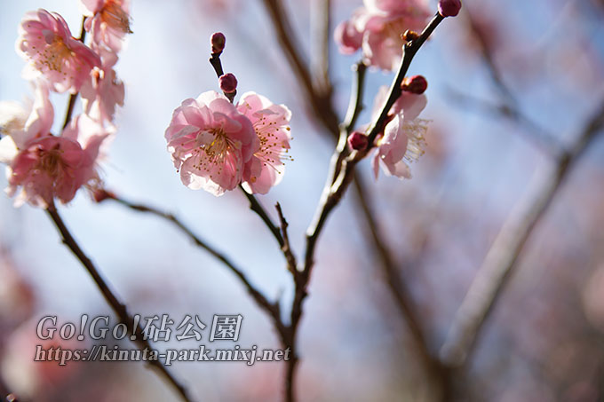 ピンクの梅の花