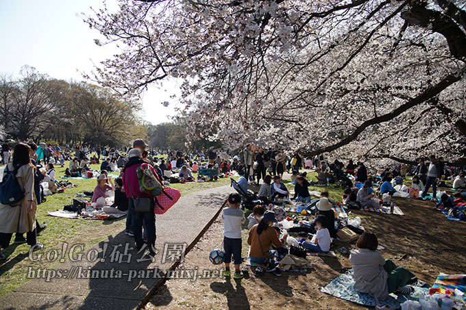 砧公園お花見