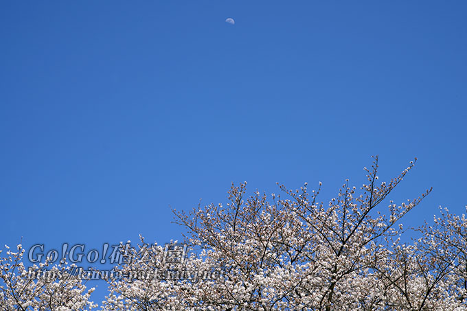 桜と月