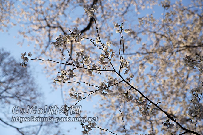 逆光の桜