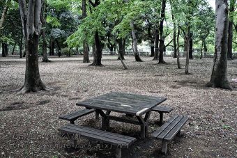 森のテーブル