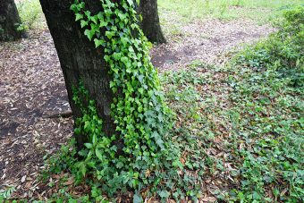 上を目指して
