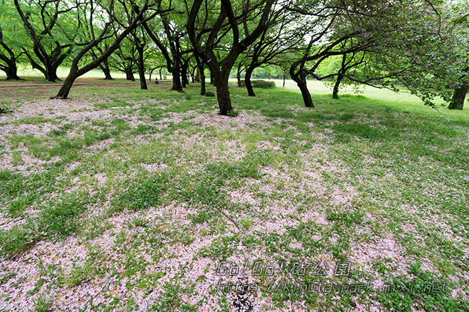 桜の花びら敷き詰めました