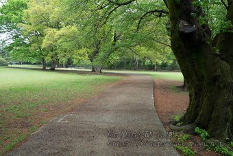 園路