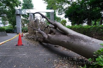 通路に倒れた大木