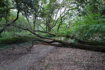 倒木で園路ふさぐ