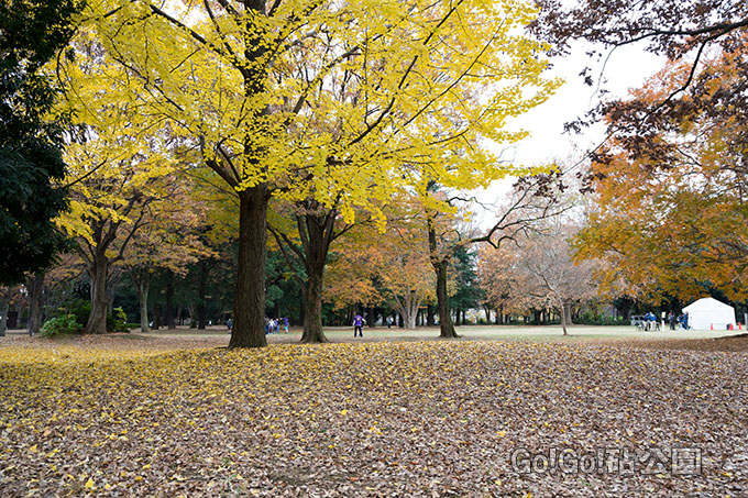 イチョウの紅葉