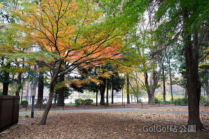 モミジ紅葉