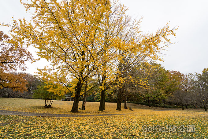 梅林付近のイチョウが紅葉