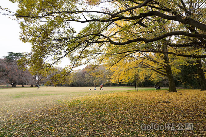 砧公園紅葉