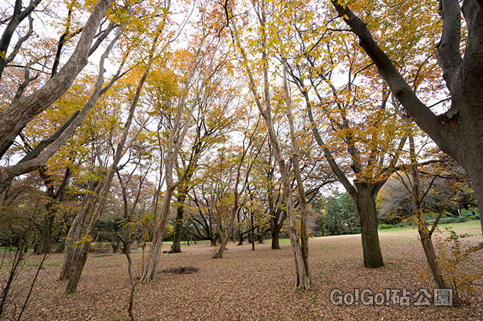 島サルスベリ紅葉