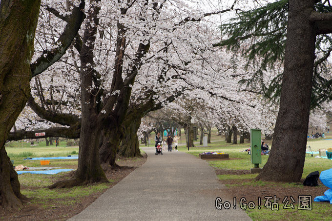 園路と桜
