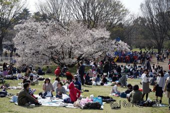 砧公園お花見