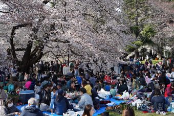 砧公園お花見