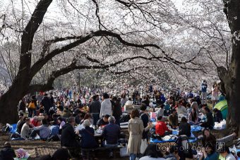 砧公園お花見