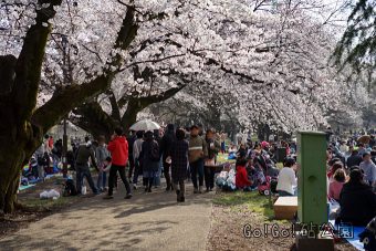 砧公園お花見散歩
