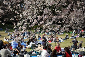 砧公園の桜