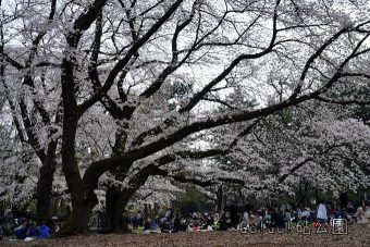 砧公園の桜