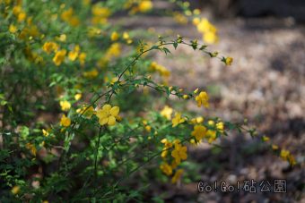 砧公園のヤマブキ