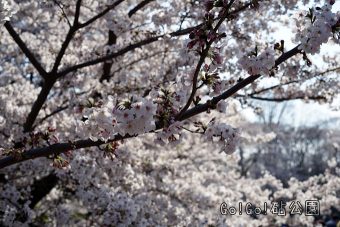 砧公園のソメイヨシノ