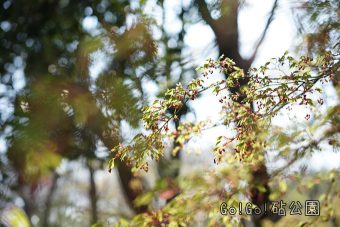 砧公園の緑