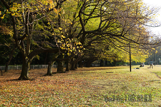 サクラの紅葉