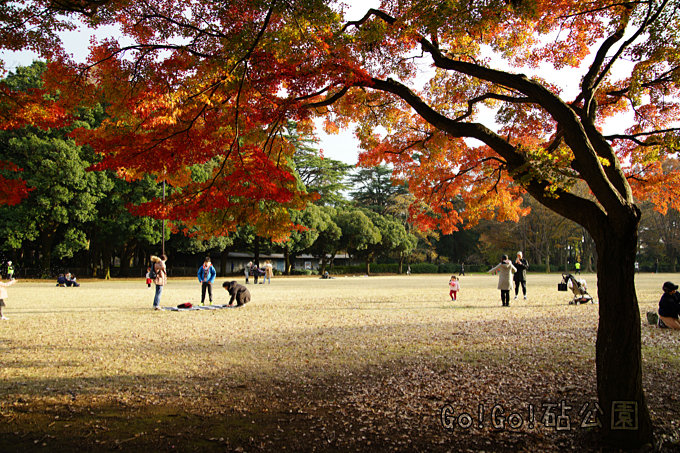 紅葉紅葉