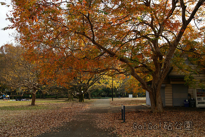 シマサルスベリ紅葉
