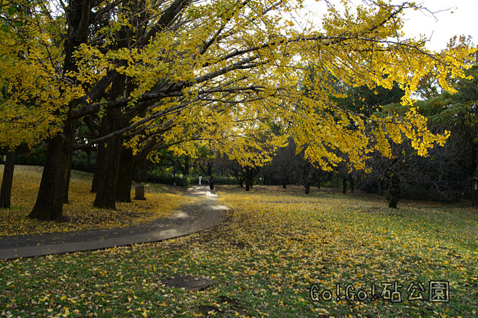 イチョウ紅葉