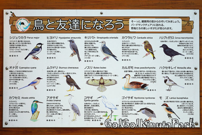 鳥と友達になろう