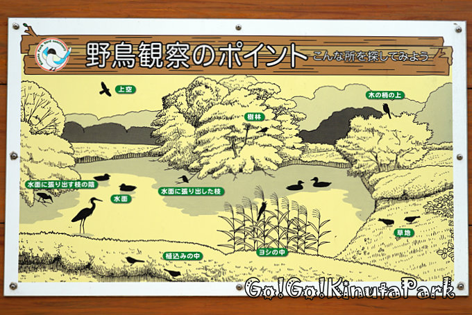 野鳥観察のポイント