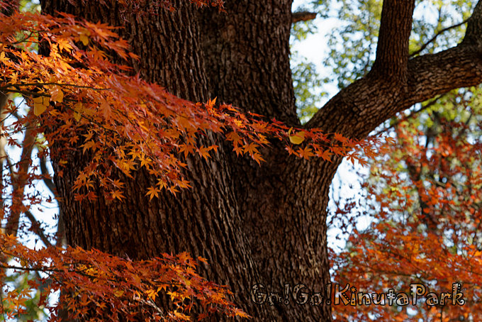 砧公園紅葉