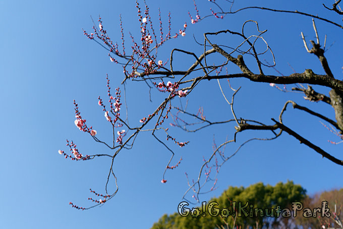 砧公園の梅