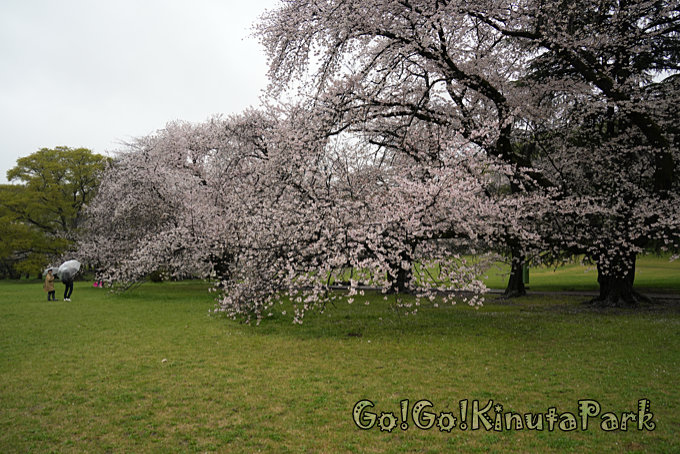 砧公園サクラ満開