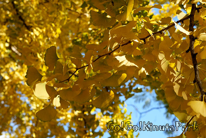 砧公園の紅葉