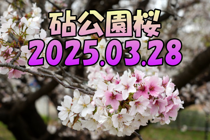 砧公園桜2025