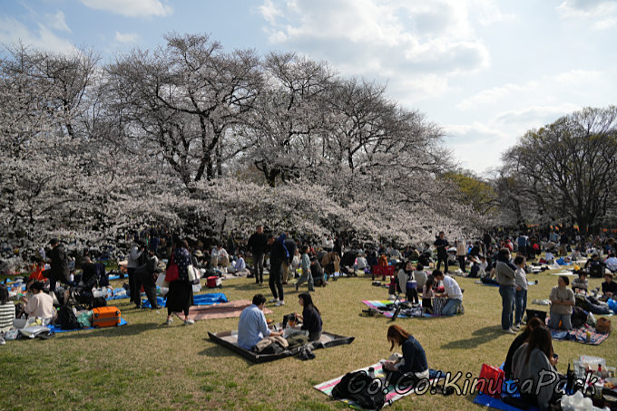 砧公園お花見の様子