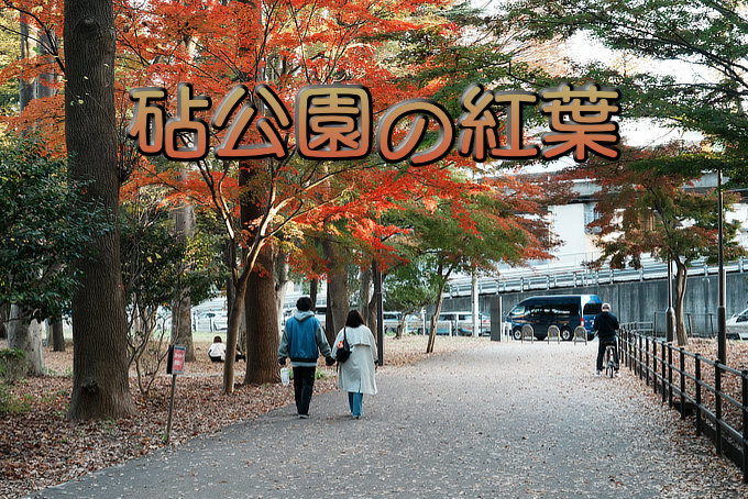 砧公園の紅葉20251130